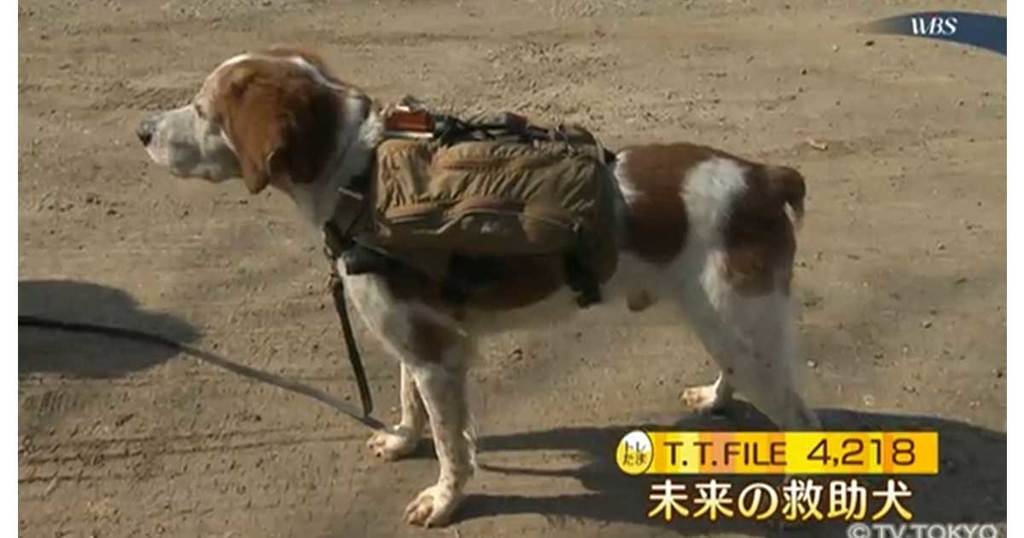 【トレたま】北村まあさアナを狙った広報戦略と消毒液のモノマネ