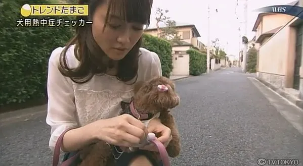 トレたまの報道傾向
