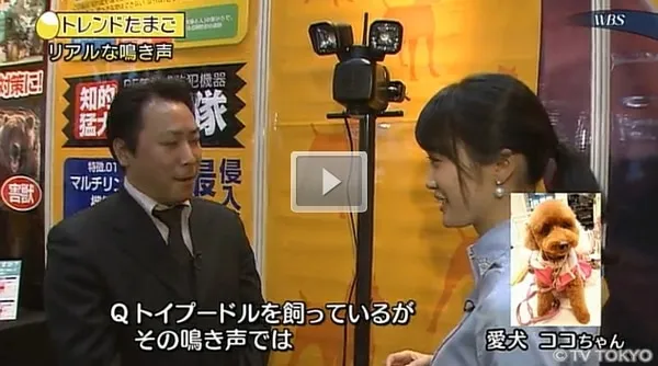 トレたまの報道傾向