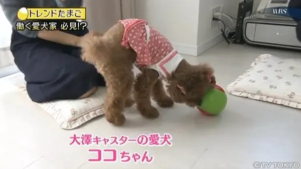 トレたまの報道傾向