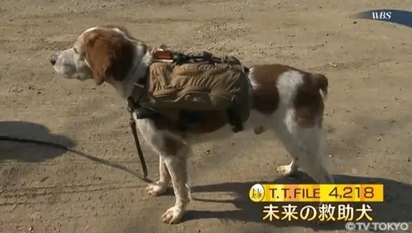 トレたまの報道傾向
